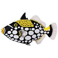4D Clown Triggerfish Puzzle