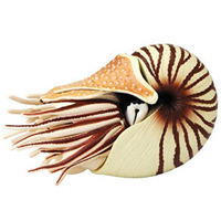 4D Chambered Nautilus Puzzle