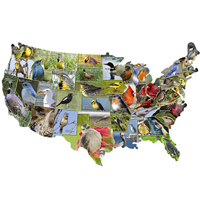USA Shaped Puzzle - State Birds