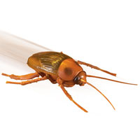 Remote Controlled Roach
