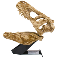 T-Rex In My Room