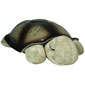 Twilight Turtle