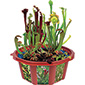 Carnivorous Creations Dome Terrarium Kit