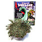 Dinosaur Plant