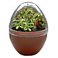 Fly Trap Fiends Micro-Terrarium
