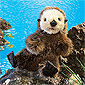 Baby Sea Otter Puppet