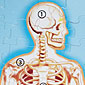 Human Anatomy Floor Puzzle