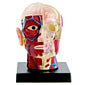 Human Anatomy Models