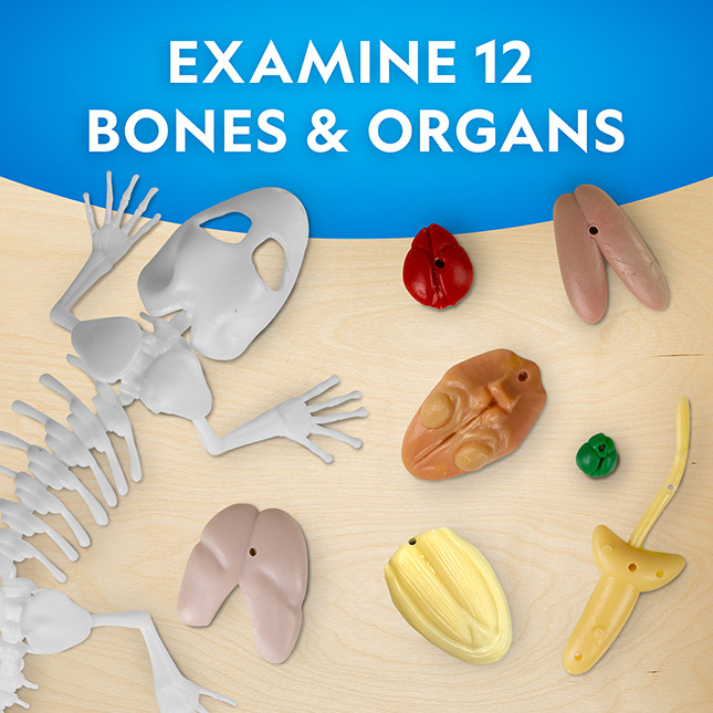 National Geographic Glow-in-the-Dark Gecko Dissection Lab -