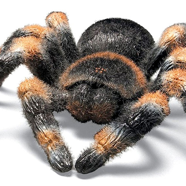 Remote Controlled Tarantula - - Fat Brain Toys