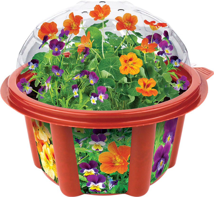 edible flowers garden