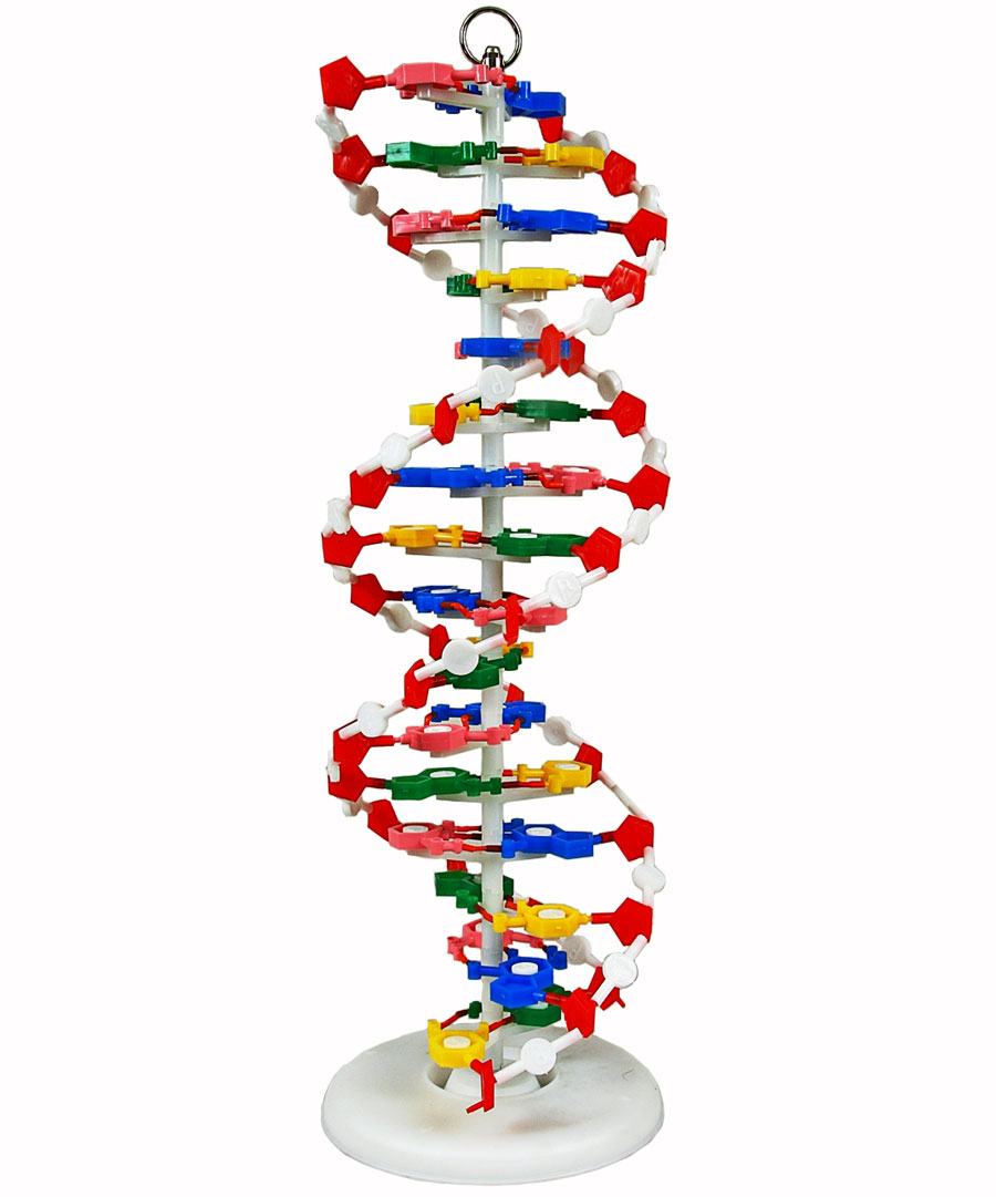 dna-model-fat-brain-toys