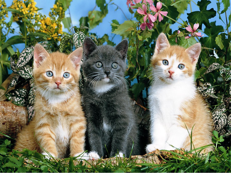 Three Pets (100 XXL pcs) Fat