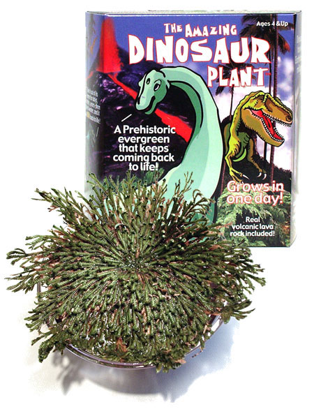 Dinosaur Plant - - Fat Brain Toys