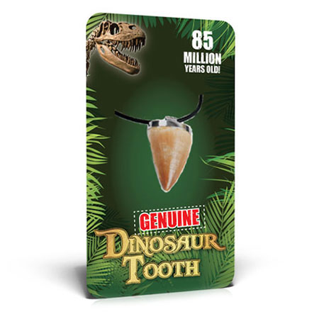Dinosaur Tooth Pendant 578 – Imageo Earth Creations