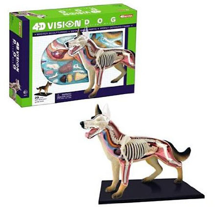 4D Vision Dog Anatomy Model - - Fat Brain Toys