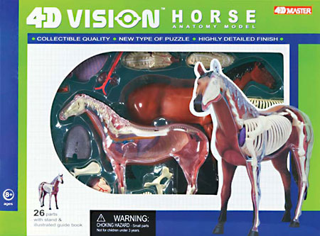 4D Vision Horse Anatomy Model